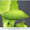 lycaena tityrus larva4a